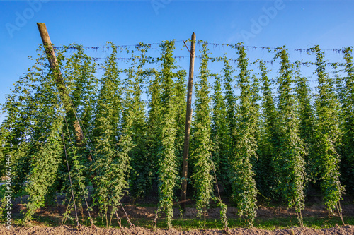 Hopfenanbau in der Hallertau photo