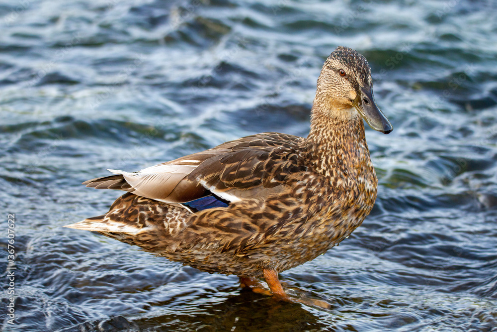 Duck in a Nature Reserve - Standing in shallow water
