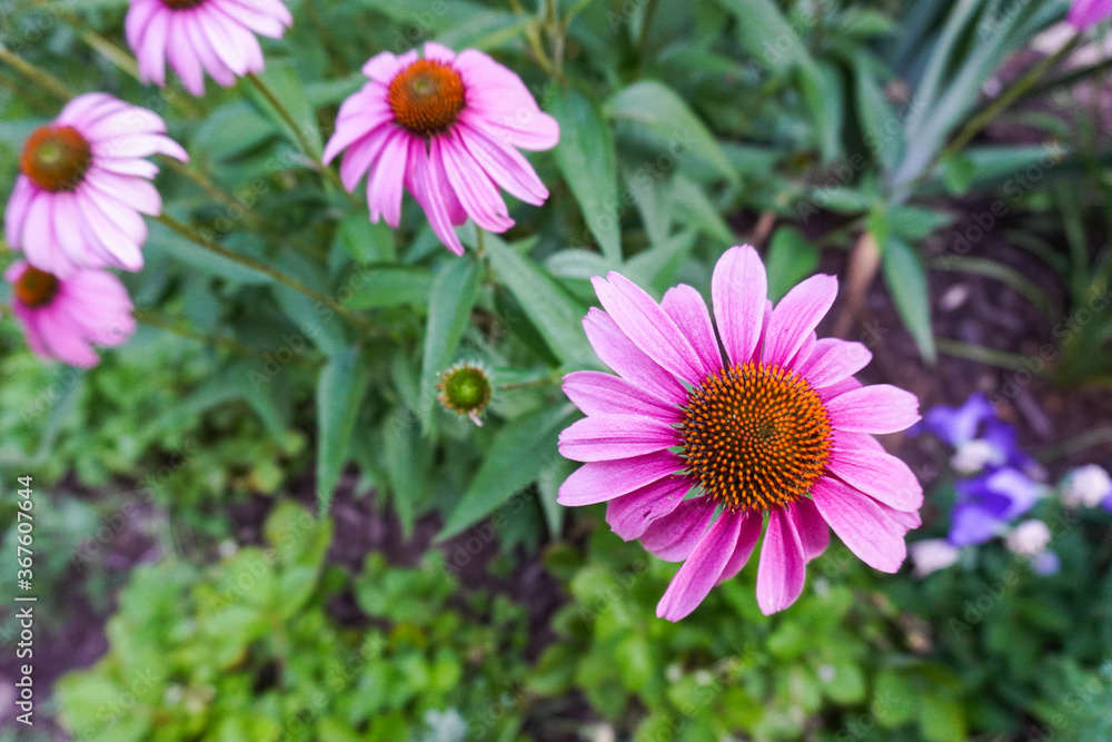 Obraz premium Flowers with pink petals in a garden in summer