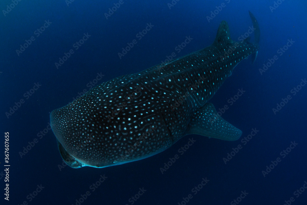 Fototapeta premium Whale shark swimming in the warm blue waters off of Cancun
