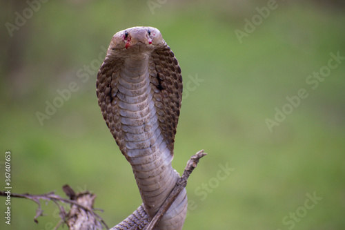 Closeup of Indian cobra. © Alchemist