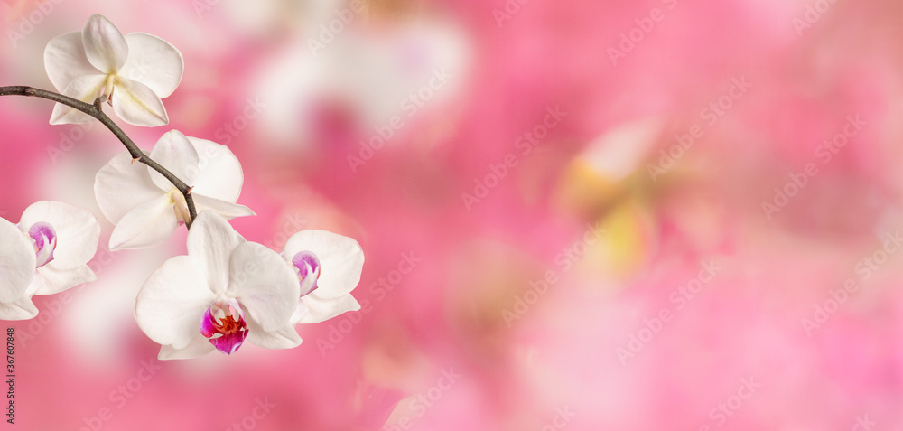 Branch of blooming white Phalaenopsis orchid close-up on a pink flower spring background with copy space. Valentine's day concept, romance Branch of blooming white Phalaenopsis orchid close-up on a pink flower spring background with copy space. Valentine's day concept, romance