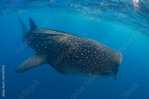 Whale shark swimming in the warm blue waters off of Cancun © shanemyersphoto