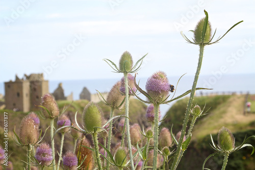 Fototapeta thistles with castle in the background