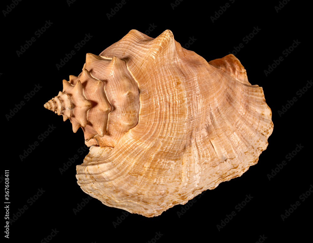 Sea shell isolated on a black background. Beautiful seashell Sea shell isolated on a black background. Beautiful seashell