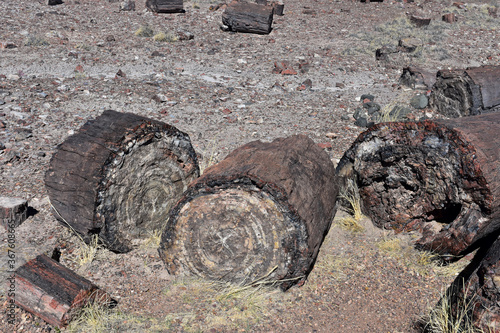 Chunks of Petrified Wood in the Desert of Arizona photo