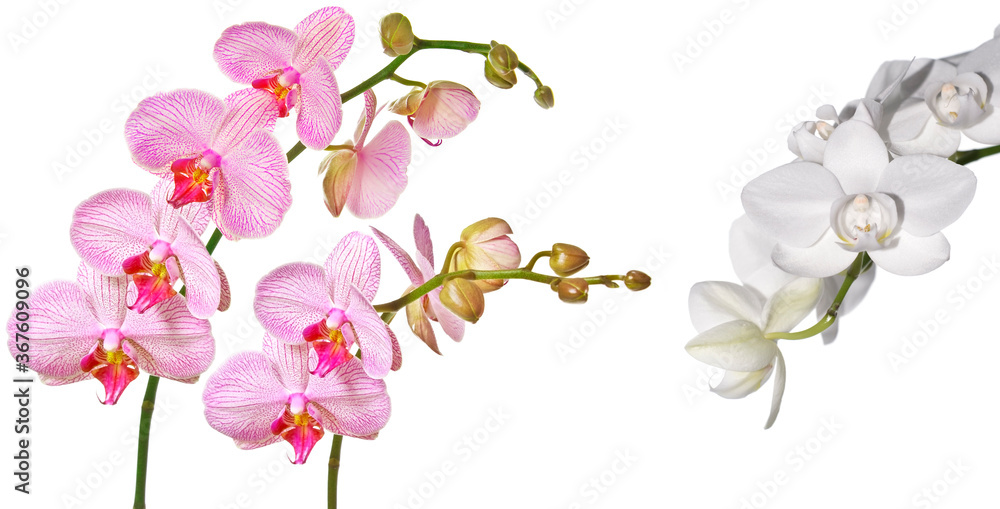 pink orchid Phalenopsis
