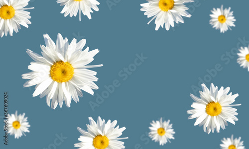 Floral background of daisies. Levitation. Advertising, postcard. banner. Simple drawing for any surface design.