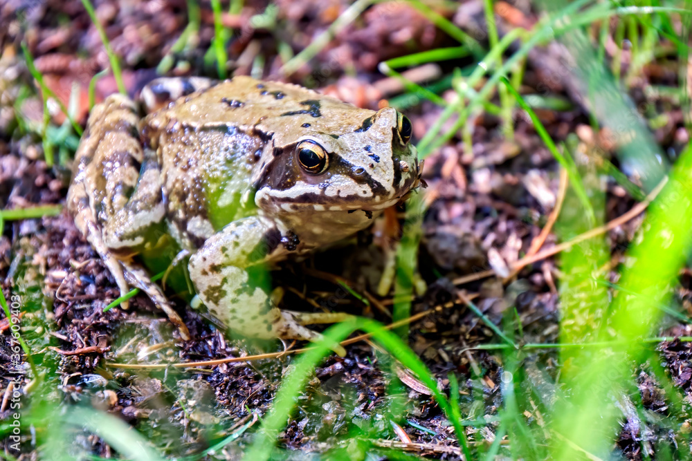 Grasfrosch ( Rana temporaria ). Grasfrosch ( Rana temporaria ).