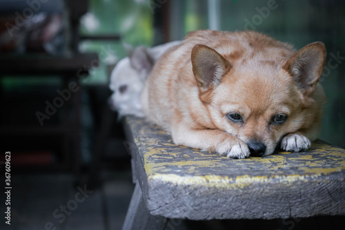 Two dogs lying on bench outdoors. Portrait of fat sad chihuahua dog.