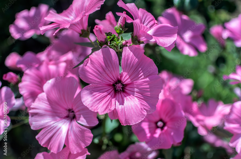 Lavatera Trimestria Tree Mallow .beautiful pink flowers close up Lavatera Trimestria Tree Mallow .beautiful pink flowers close up