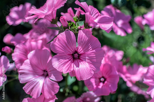 Lavatera Trimestria Tree Mallow .beautiful pink flowers close up