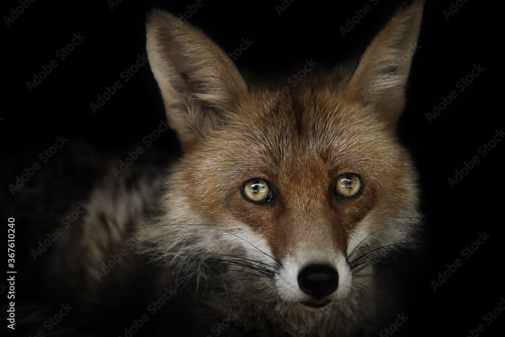 Fototapeta premium Detail portrait fox on the black background