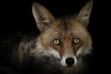 Detail portrait fox on the black background