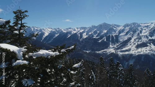 Large winter pine tree and snowy mountains captured by drone photo