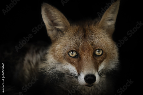 Detail portrait fox on the black background © Marek