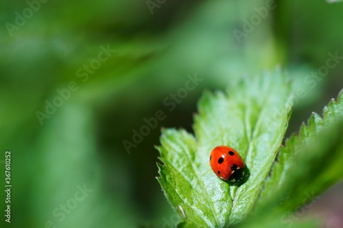 ladybug on green leaf © Станислав 
