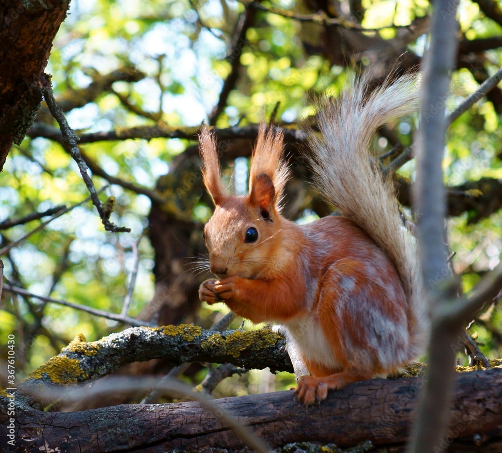 Fototapeta premium squirrel on a tree