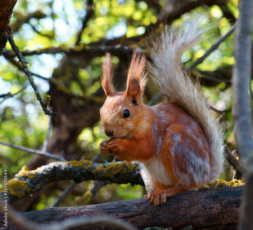 Obraz premium squirrel in the park