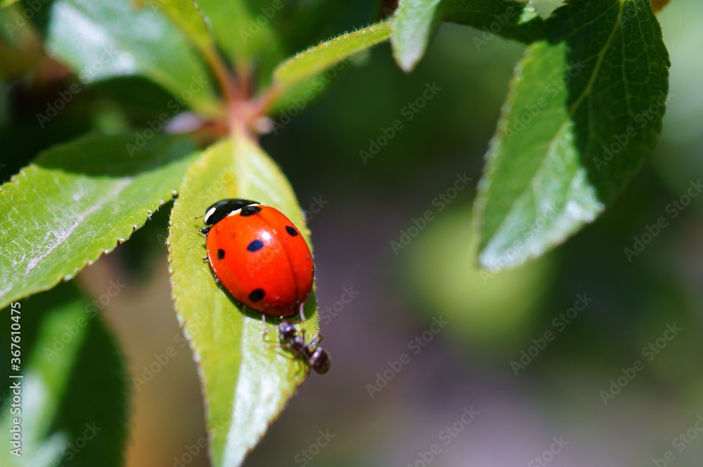 ladybird on a leaf ladybird on a leaf