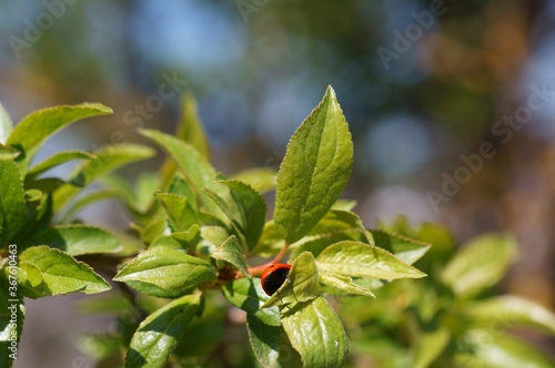 ladybug on a leaf