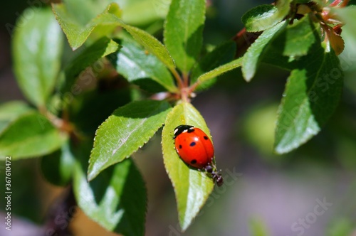 ladybug on green leaf © Станислав 