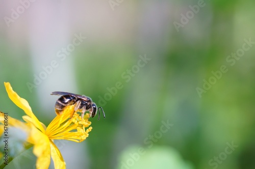 A bee on a yellow flower. © Станислав 