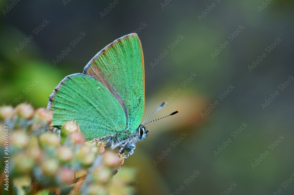Fototapeta premium butterfly on a green leaf