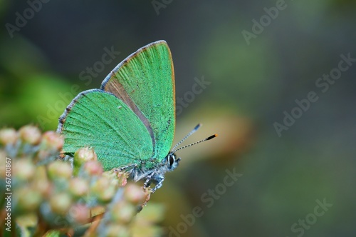 butterfly on a green leaf © Станислав 
