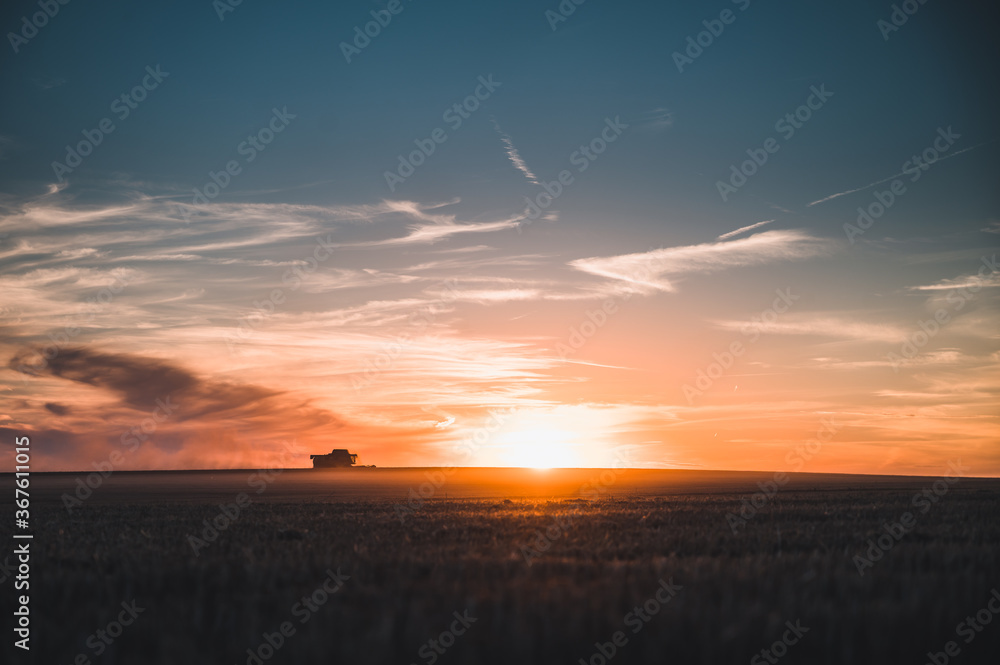 Harvesting grain in the field. Bright, evening, summer landscape with a combine harvester at sunset. Harvesting by combines at sunset. 