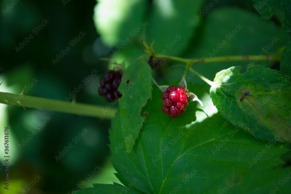 Wild berry in the forest. Wild berry in the forest.