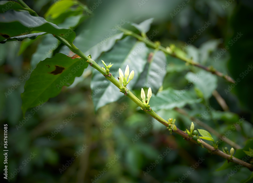Branches with coffee flowers, grown in Colombia’s coffee axis Branches with coffee flowers, grown in Colombia’s coffee axis