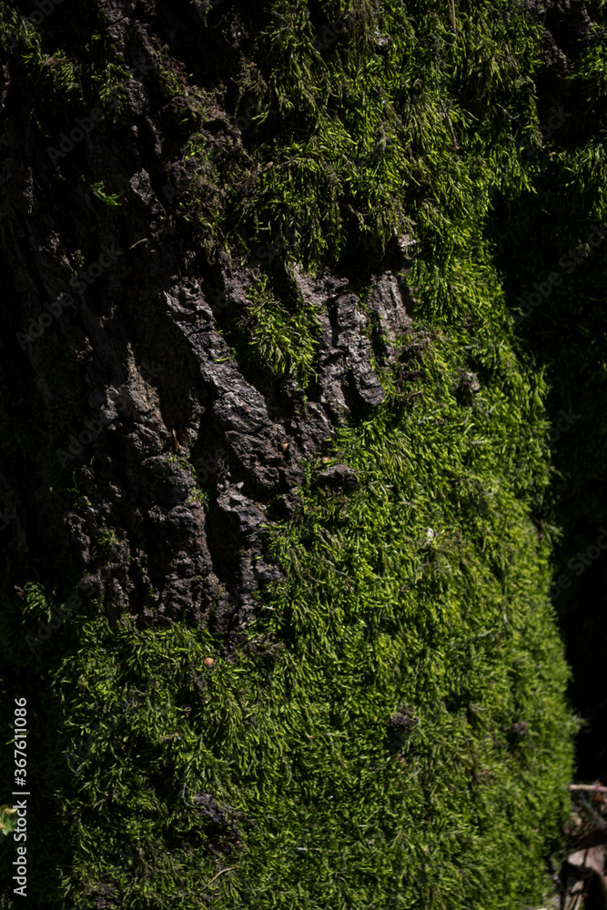 Green moss on a bark of tree. Green moss on a bark of tree.