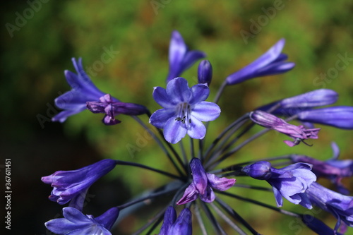 Fleurs violettes