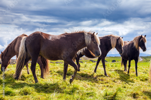 Icelandic horses on a free pasture