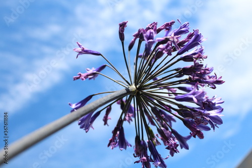 Fleurs violettes