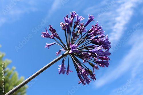 Fleurs violettes