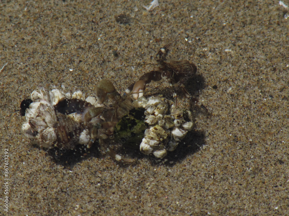 2 Hermit Crabs Battling Over A Shell in a Puddle Near Haystack Rock, Cannon Beach.