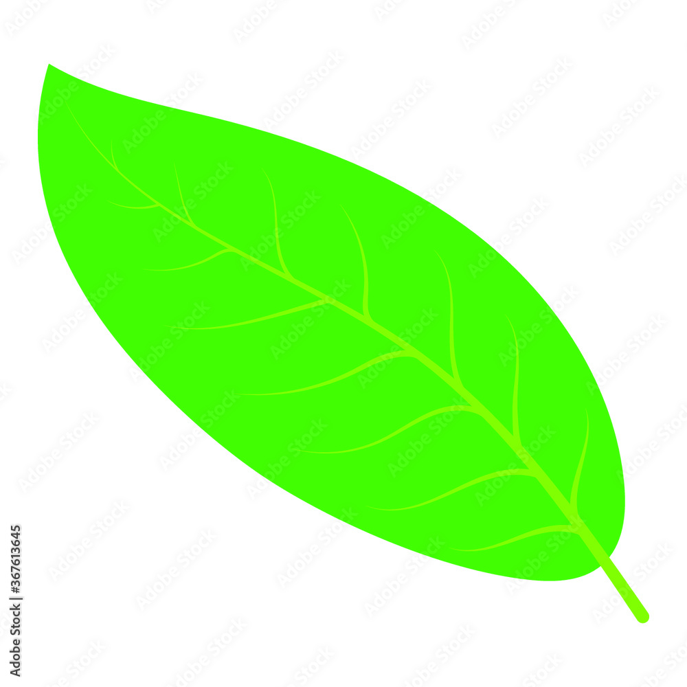 Obraz premium green leaf without background