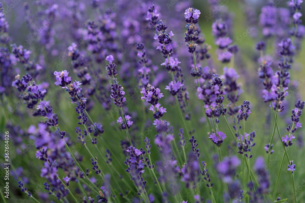 Obraz premium lavender field