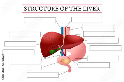 Medical structure of the liver. Think and write. Write structure of the liver. Learning words. Education worksheet.  Education chart of biology for liver. Vector illustration.