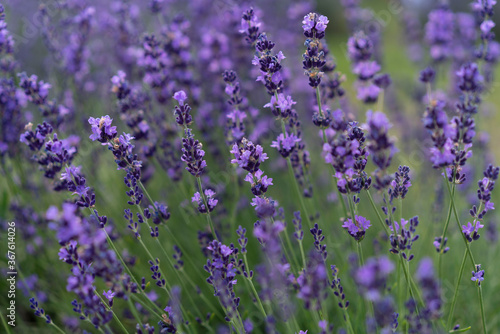 lavender field