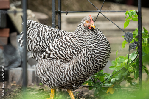 free range chicken photo