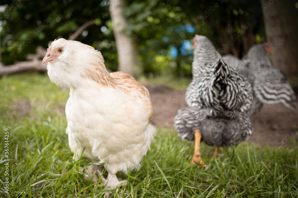 Fototapeta premium free range chicken