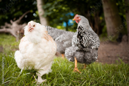 free range chicken