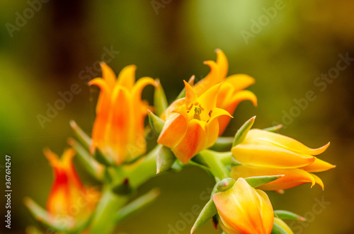 Orange Tropical Flower