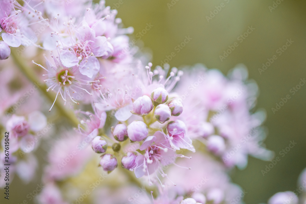 close up of pink flowers close up of pink flowers
