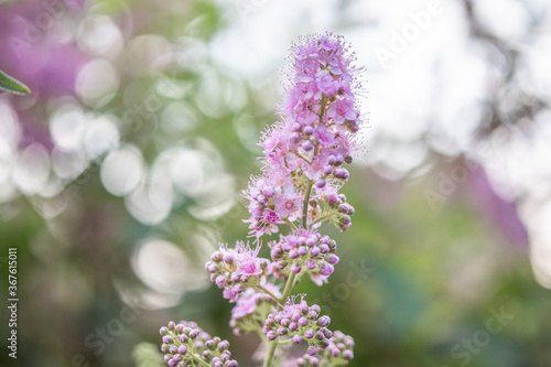 purple lilac flowers