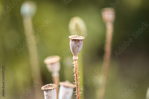 poppy seed pod