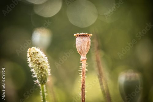 poppy seed heads